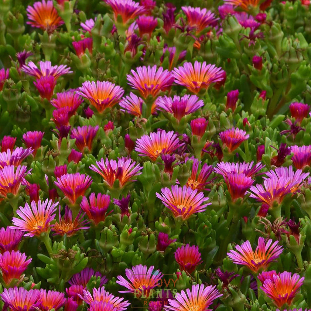 Ice Plant Ocean Sunset™ 'Orange Glow' ~ Trio of 3 Hefty Plants