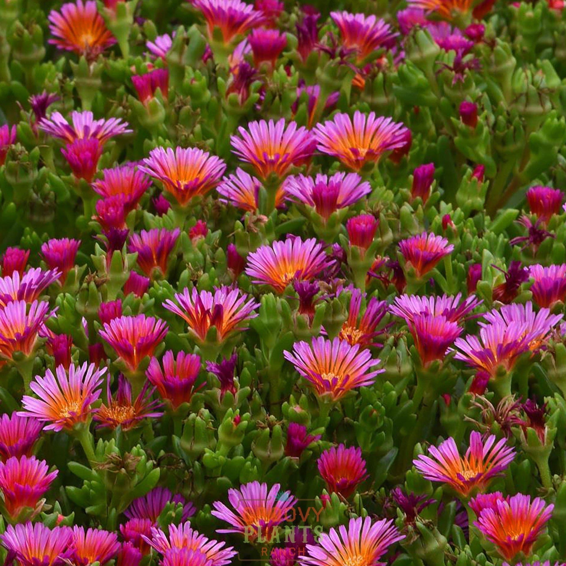 Ice Plant Ocean Sunset™ 'Orange Glow' ~ Trio of 3 Hefty Plants