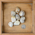 Tumbled Opal Dendrite (1 Stone)