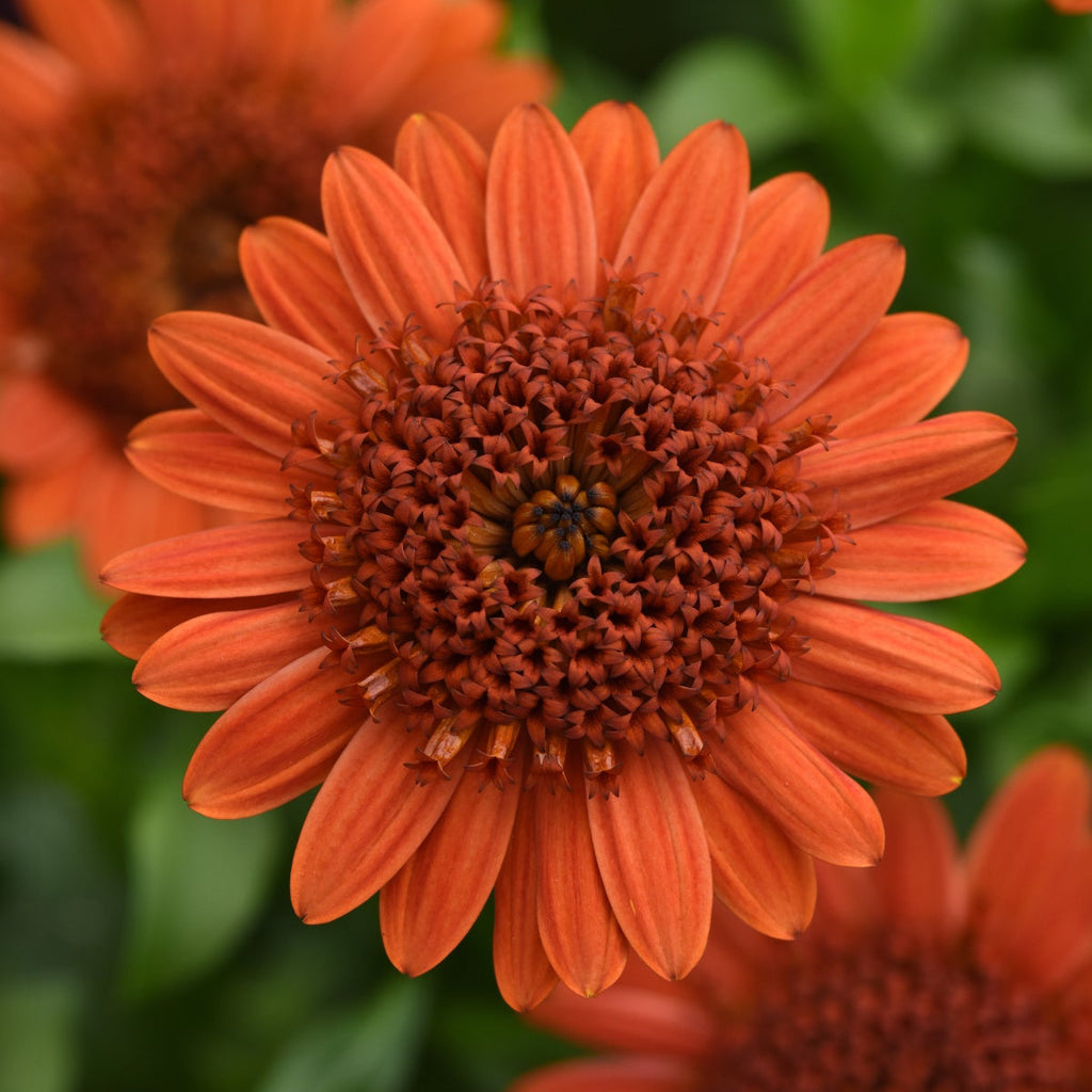 African Daisy 'Wheels of Fire' - 24