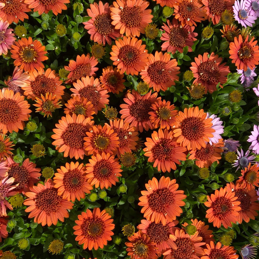 African Daisy 'Wheels of Fire' - 24