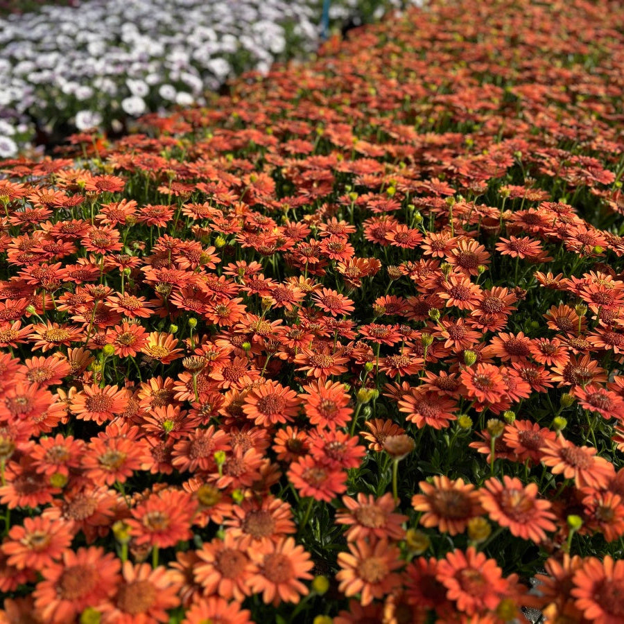 African Daisy 'Wheels of Fire' - 24