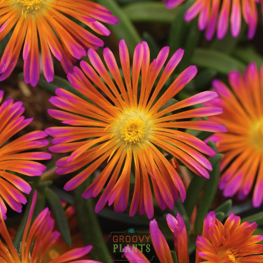Ice Plant Ocean Sunset™ 'Orange Glow' ~ Trio of 3 Hefty Plants