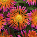 Ice Plant Ocean Sunset™ 'Orange Glow' ~ Trio of 3 Hefty Plants