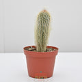 Old Man Cactus | Cephalocereus senilis