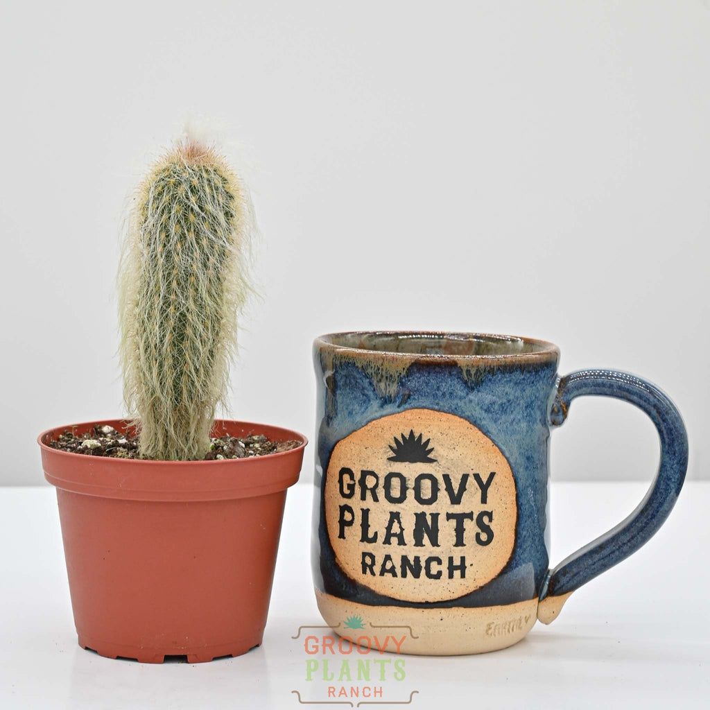 Old Man Cactus | Cephalocereus senilis