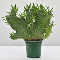 Crested Eve's Needle | Opuntia Subulata 'Crested'