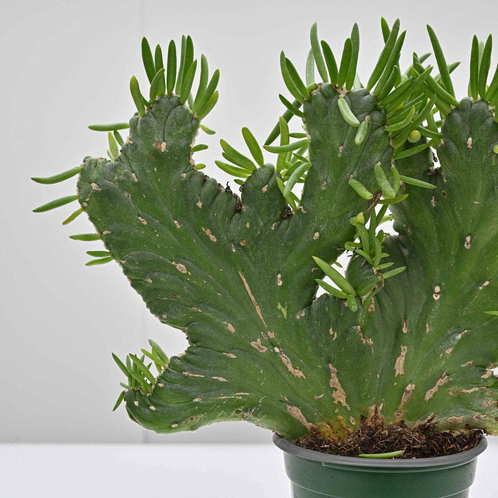 Crested Eve's Needle | Opuntia Subulata 'Crested'