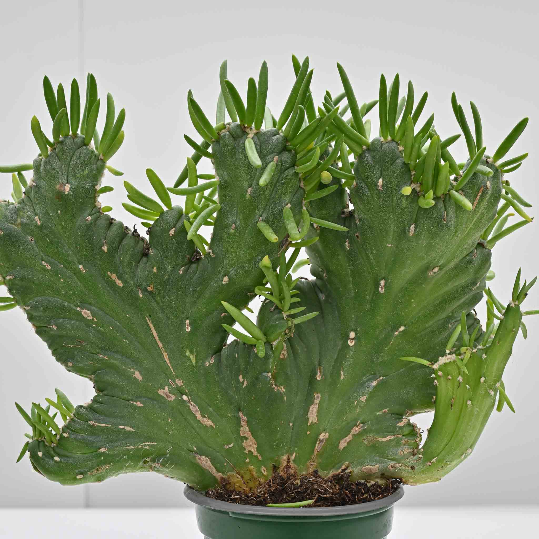 Crested Eve's Needle | Opuntia Subulata 'Crested'