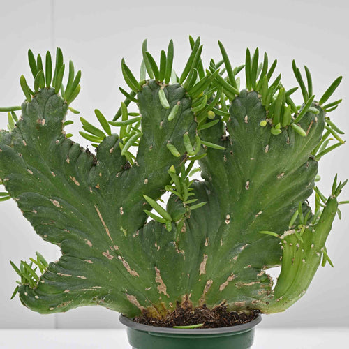 Crested Eve's Needle | Opuntia Subulata 'Crested'