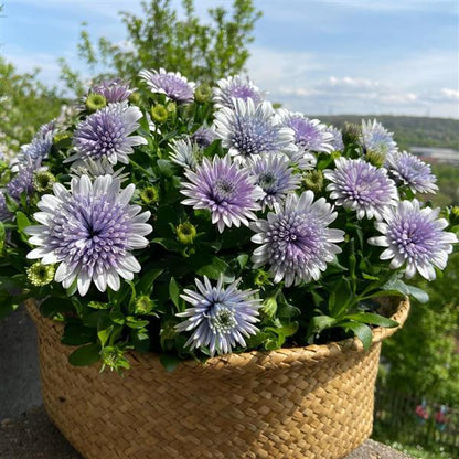 Osteo Blue Ice ~ Trio of 3 Hefty Plants