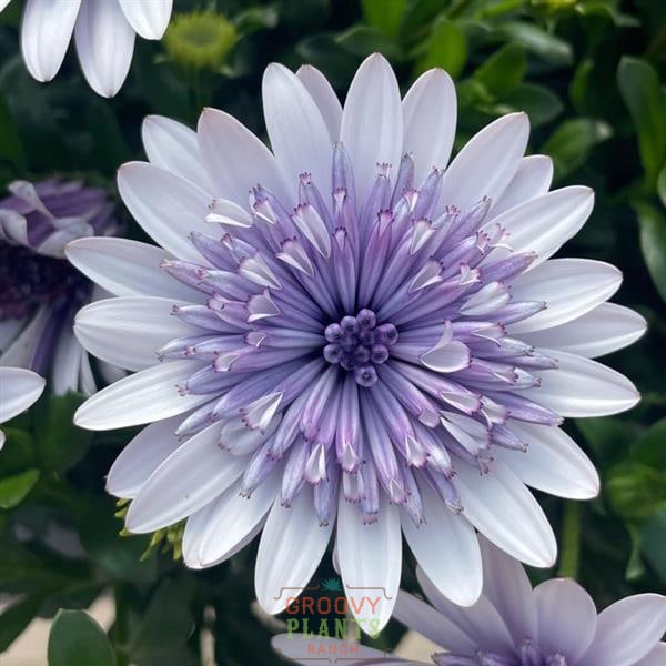 'Blue Ice' Psychedelic Daisy ~ Trio of 3 Hefty Plants for Preorder