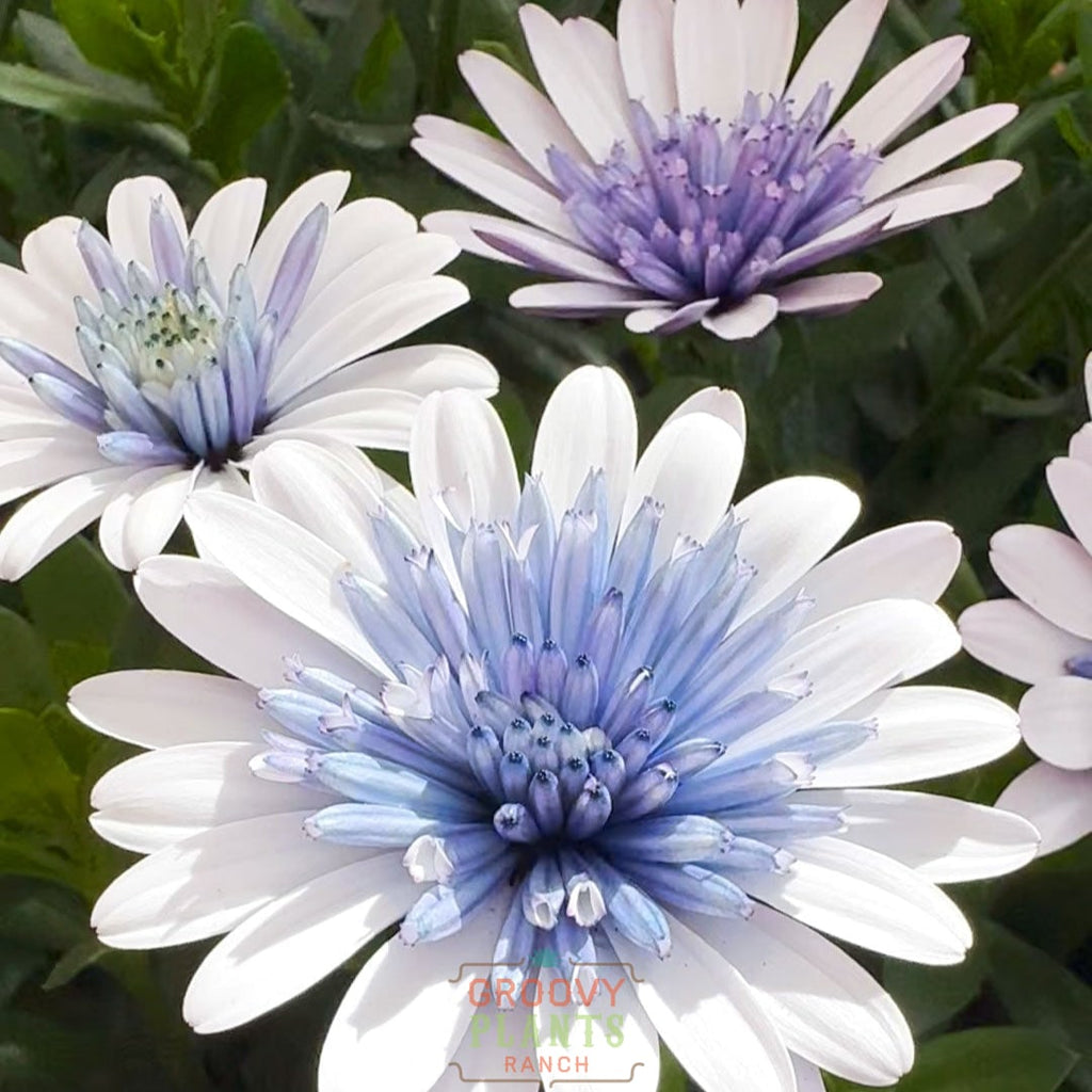 'Blue Ice' Psychedelic Daisy ~ Trio of 3 Hefty Plants for Preorder