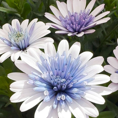 Osteo Blue Ice ~ Trio of 3 Hefty Plants