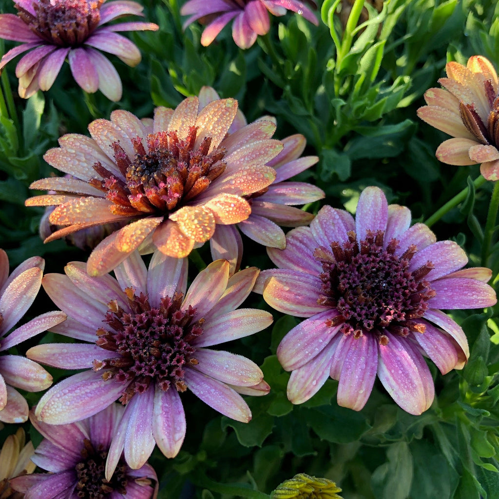 African Daisy 'Harvest Moon'