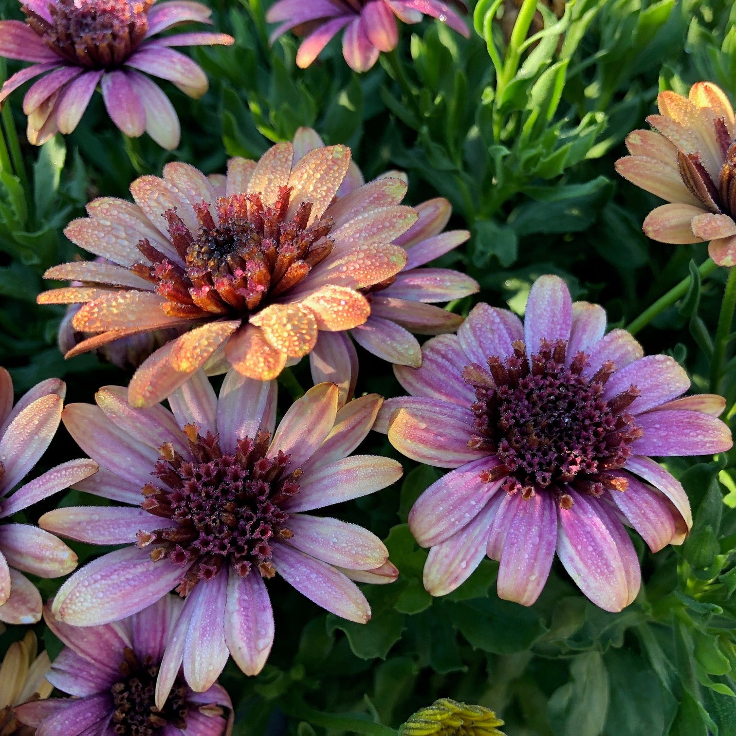 African Daisy 'Harvest Moon'