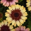 African Daisy 'Harvest Moon'