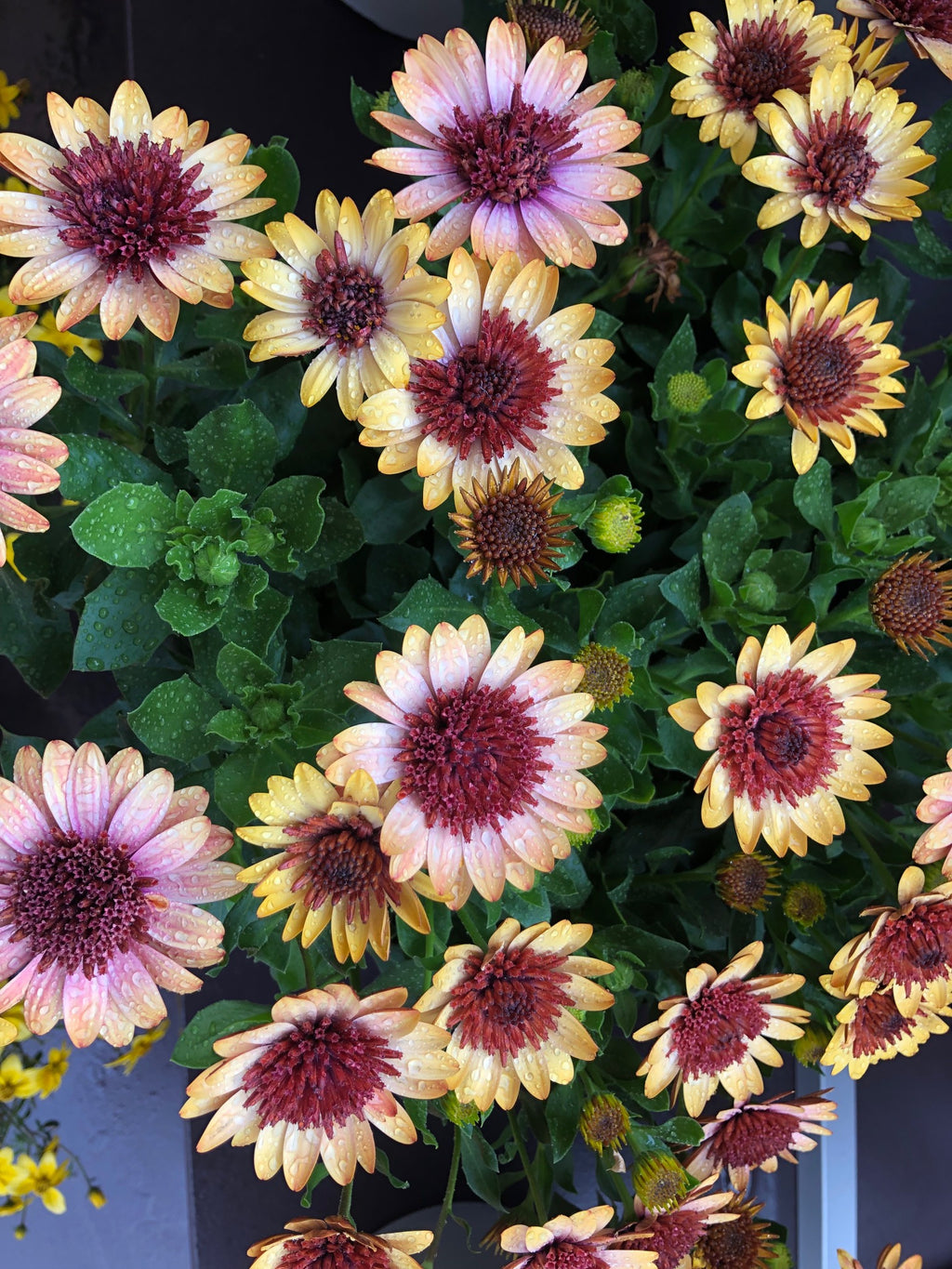 African Daisy 'Harvest Moon'