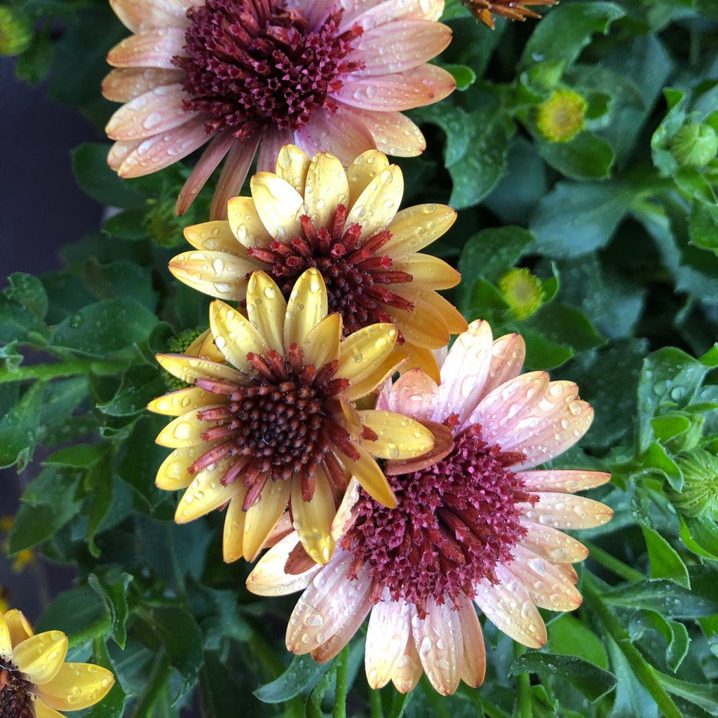 African Daisy 'Harvest Moon'
