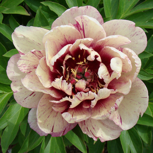 Preorder Itoh Peony 'All That Jazz' | MARCH PICKUP ONLY!