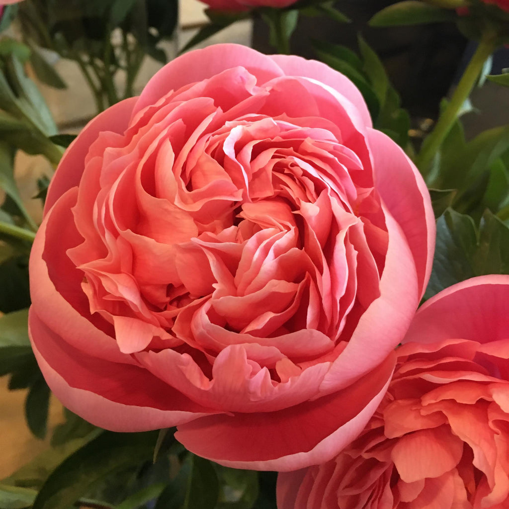 Peony 'Etched Salmon'