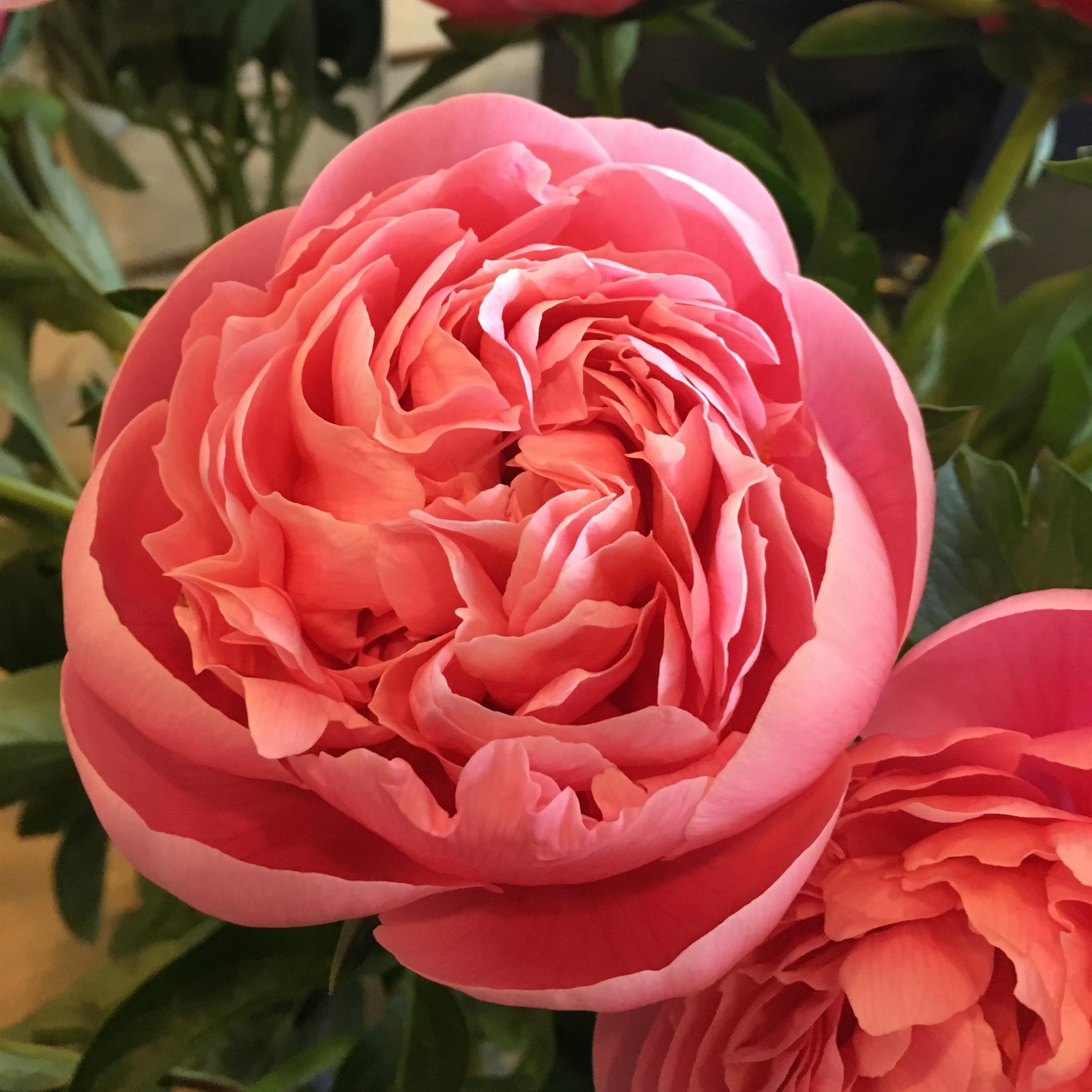 Peony 'Etched Salmon'