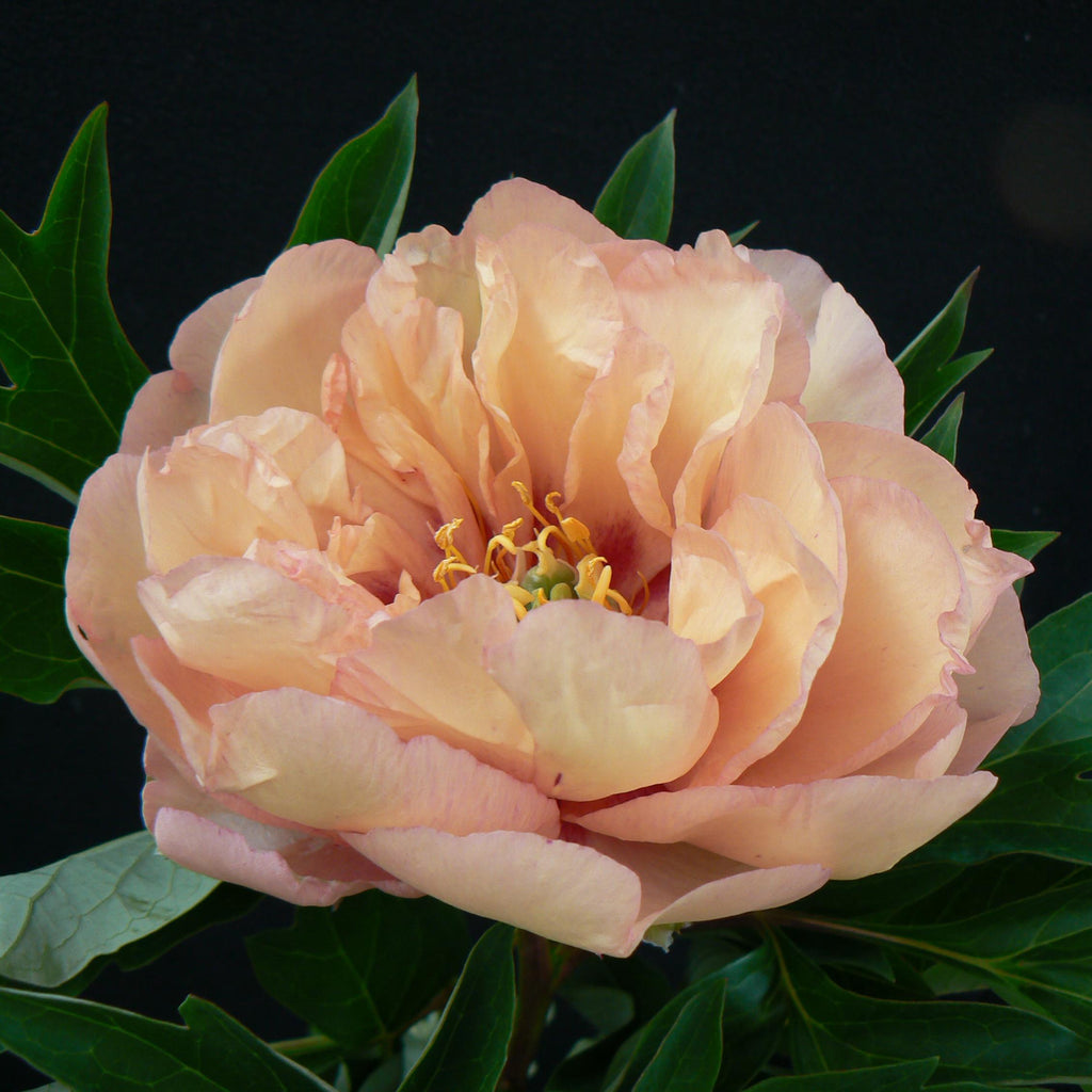 Itoh Peony 'Canary Brilliants'