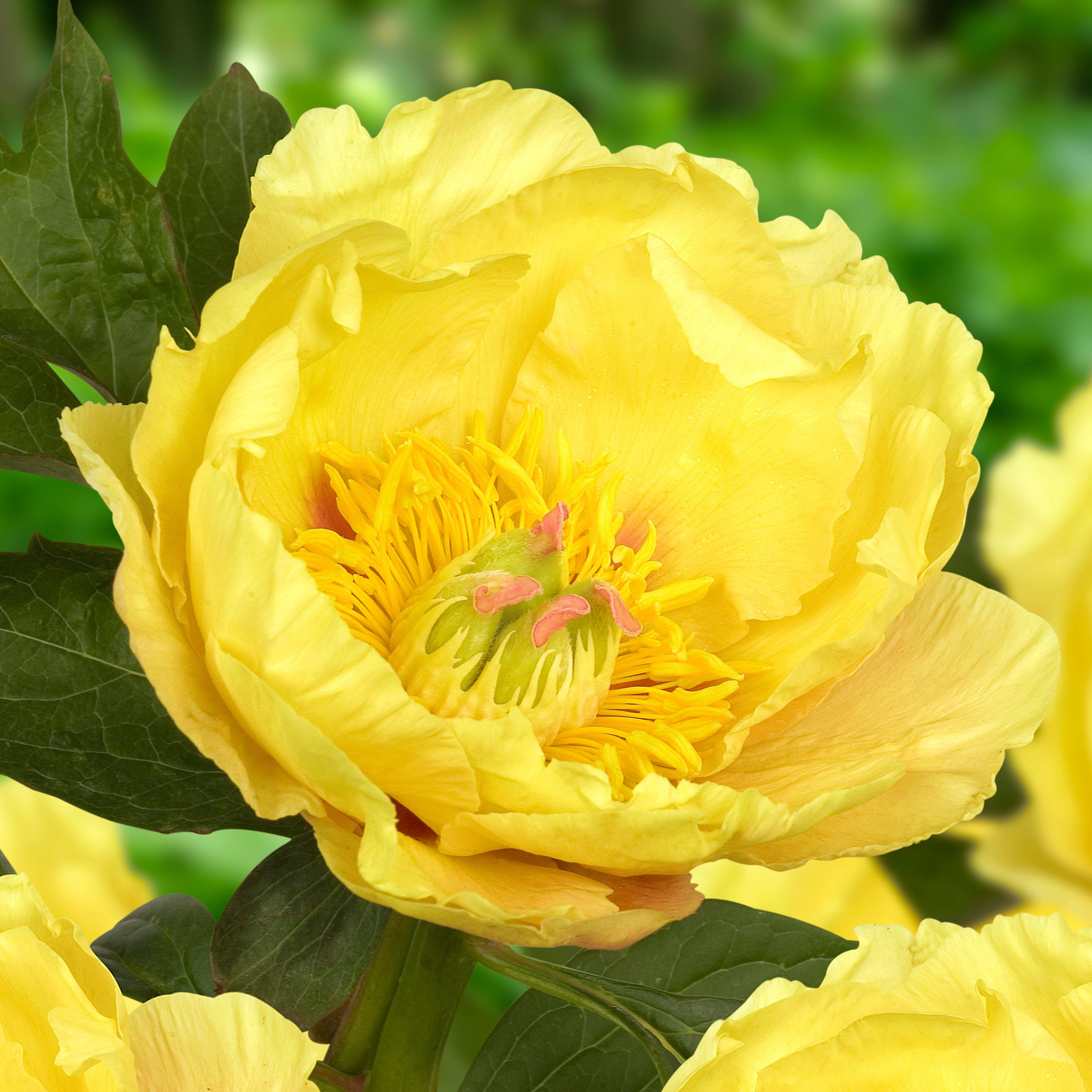 Itoh Peony 'Garden Treasure'