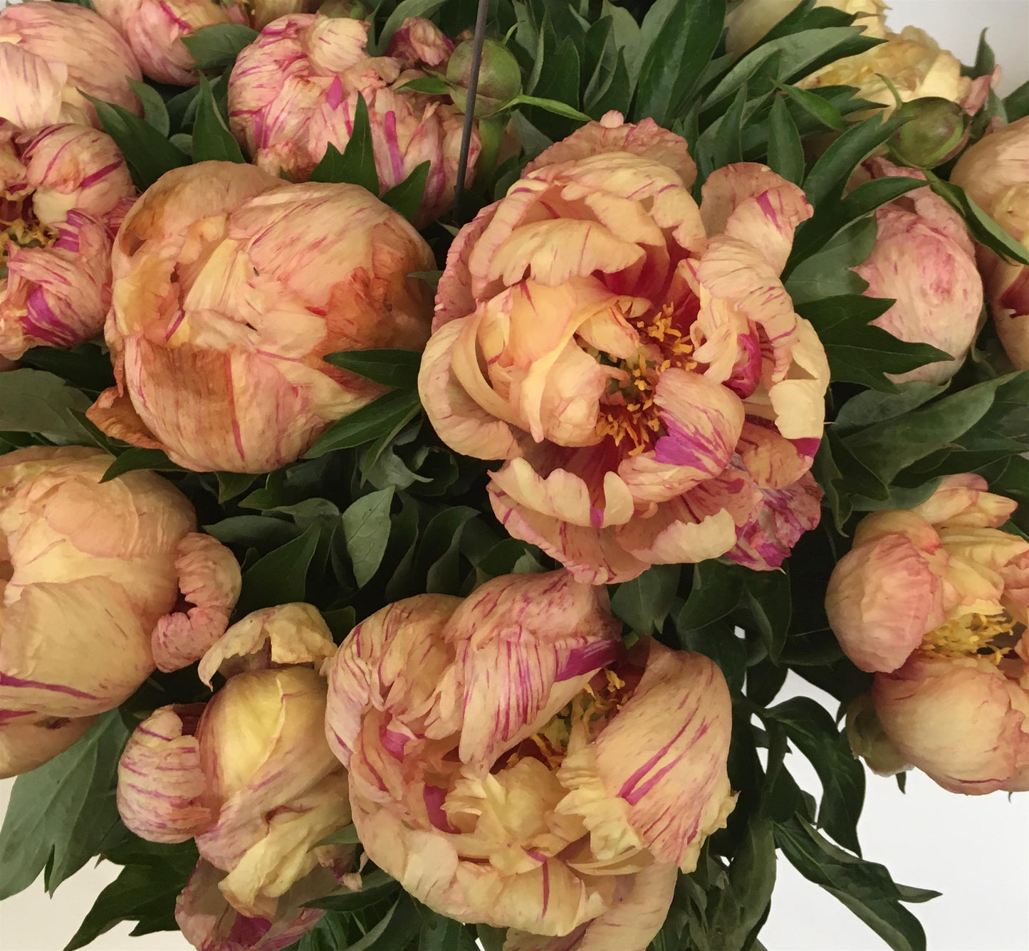 Preorder Itoh Peony 'Lollipop' | MARCH PICKUP ONLY!