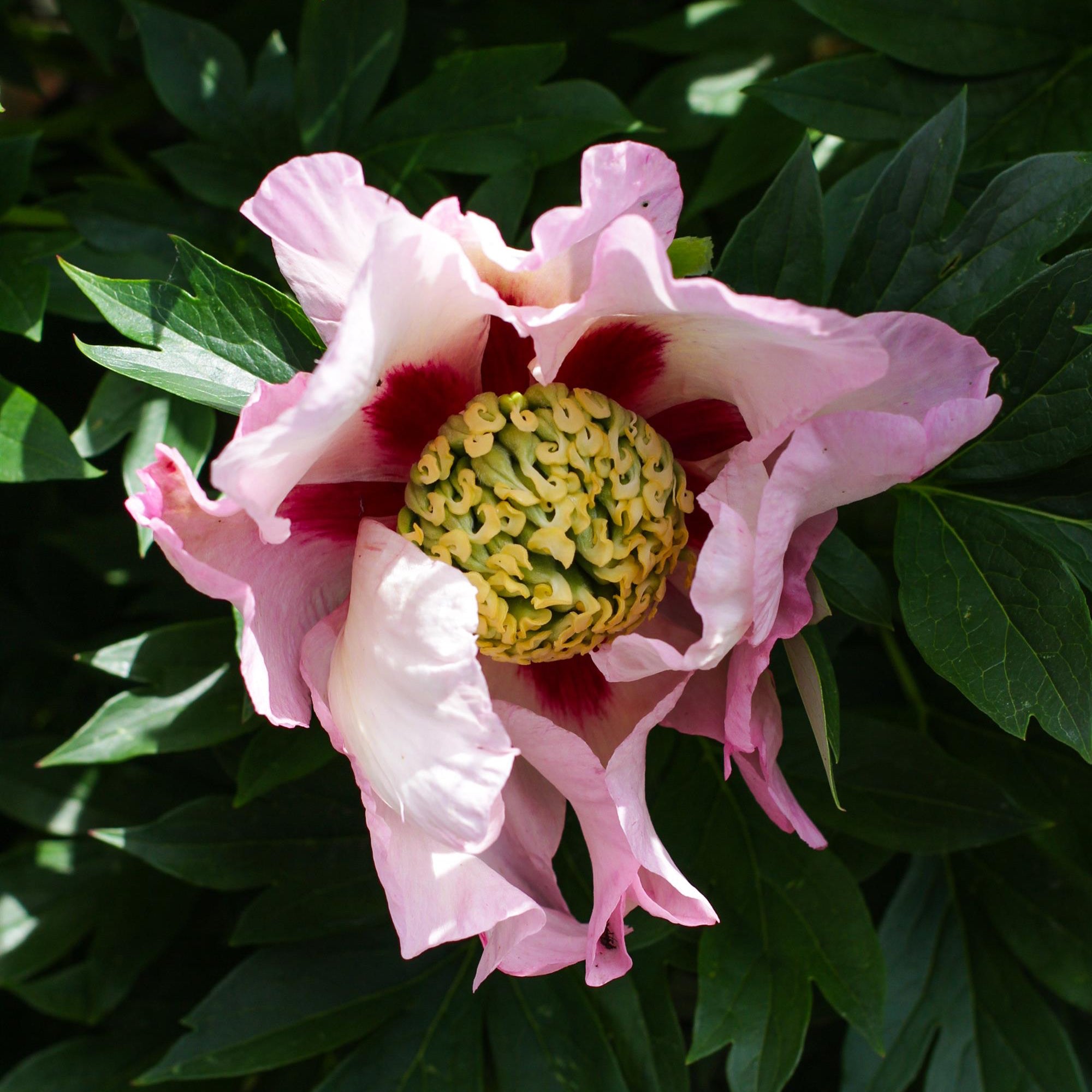 Itoh Peony 'Pastel Splendor'