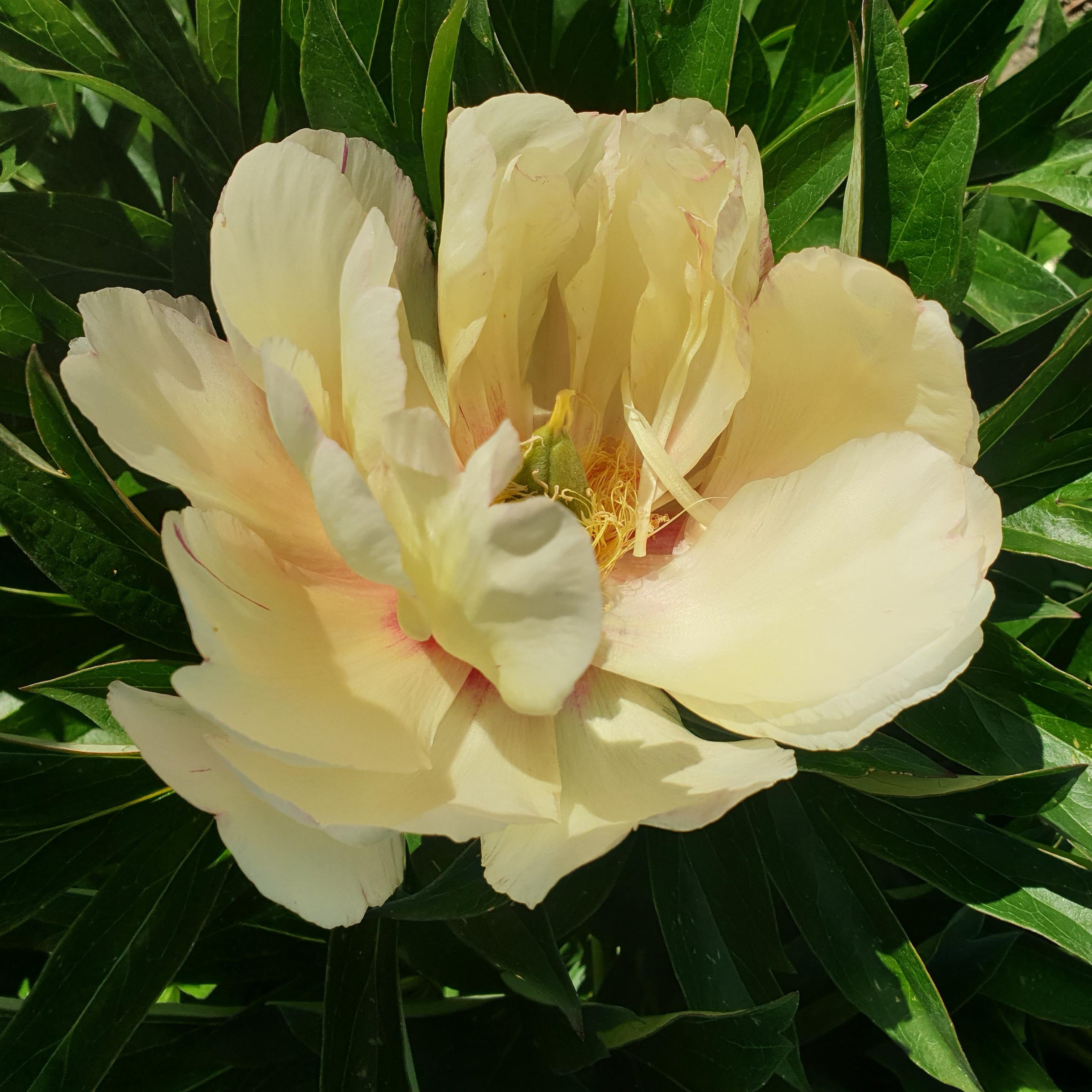 Itoh Peony 'Scrumdiddlyumptious'