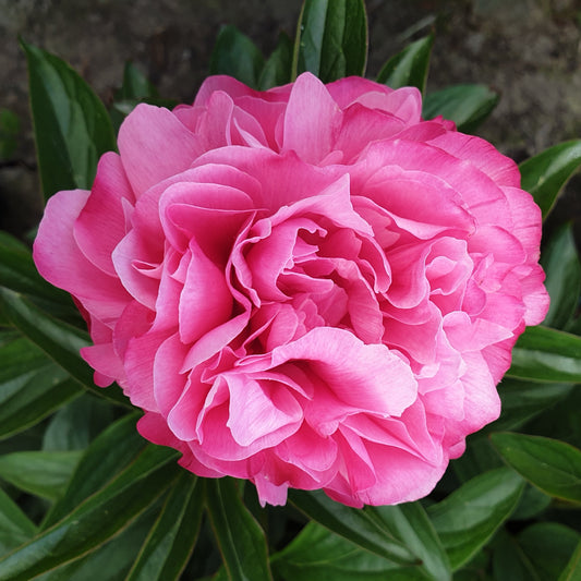 Preorder Peony 'Joker' | MARCH PICKUP ONLY!