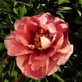 Itoh Peony 'Kopper Kettle'