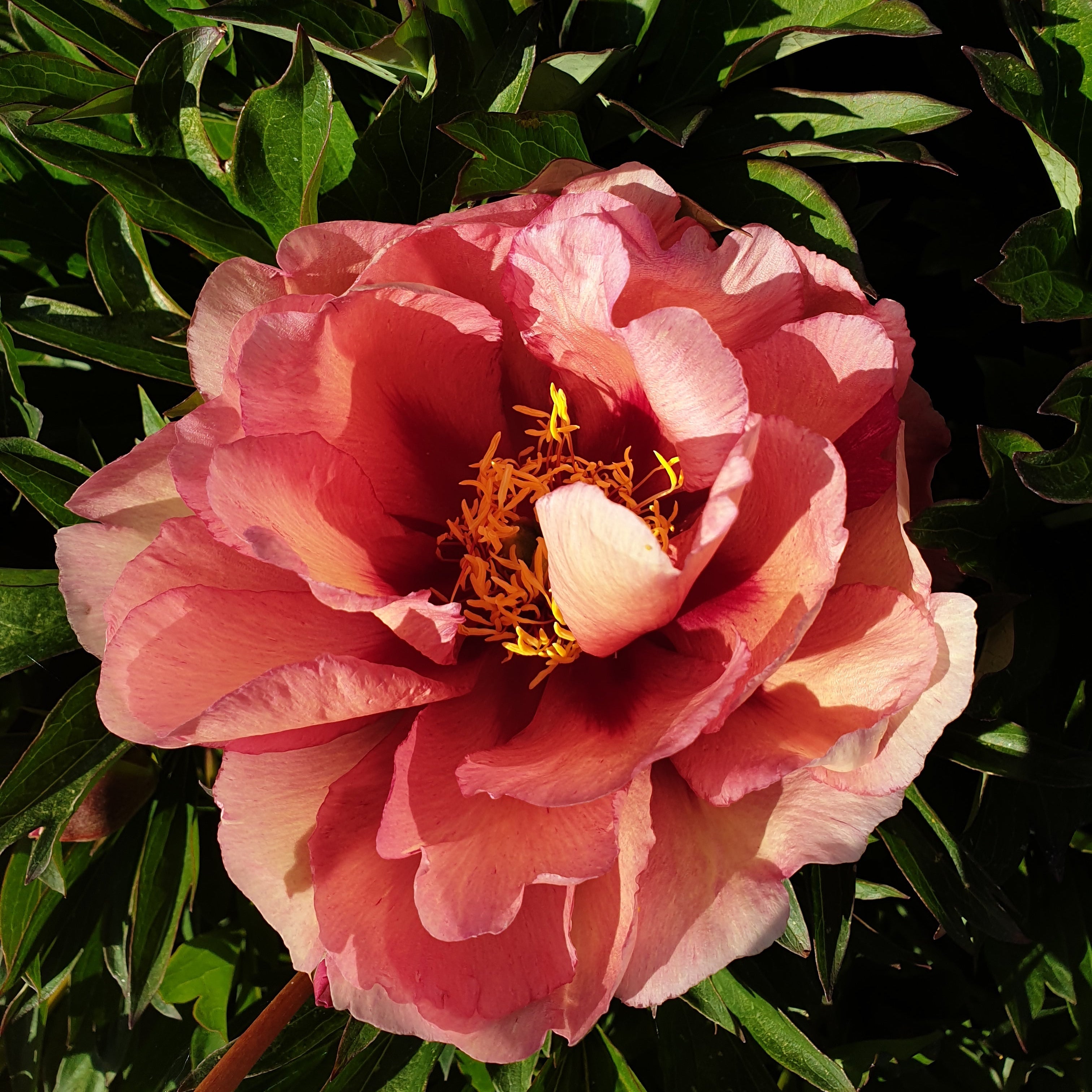 Itoh Peony 'Kopper Kettle'