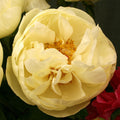 Peony 'Lemon Chiffon'