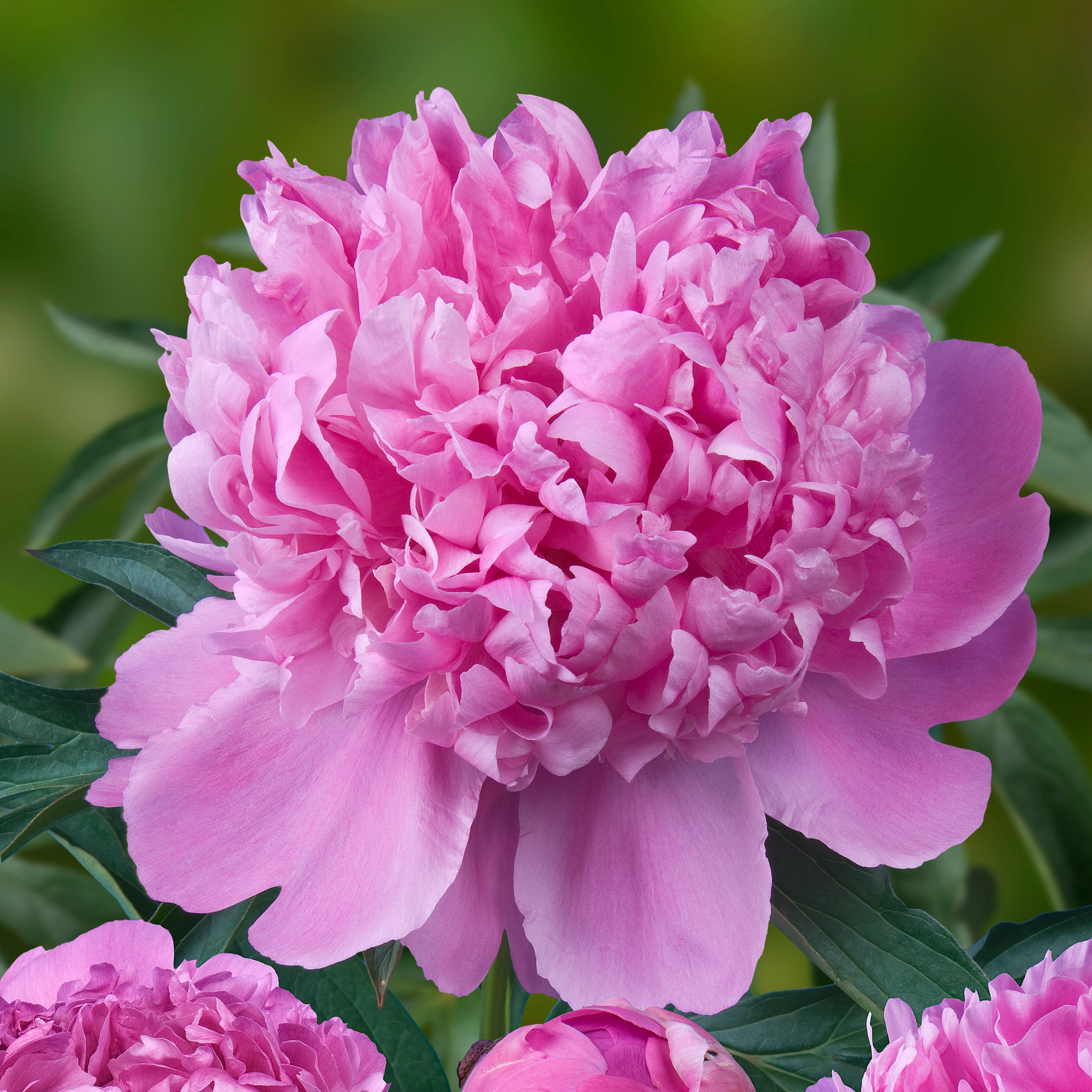 2026 Peony Preorders – The Groovy Plants Ranch LLC