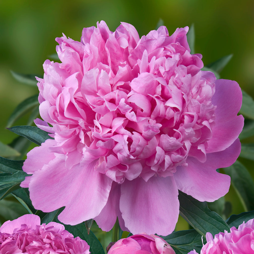 Peony 'Monsieur Jules Elie'
