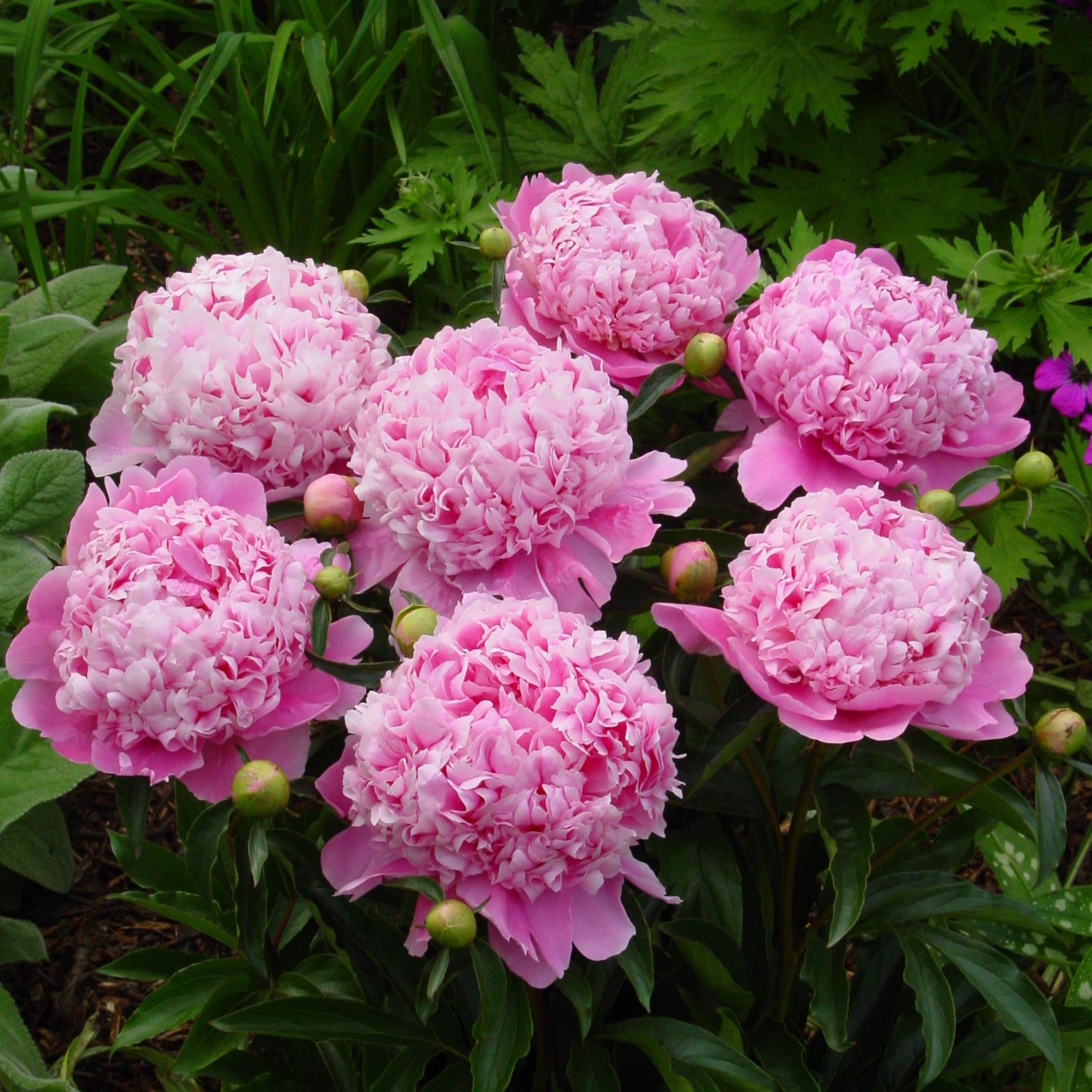 Peony Preorder – The Groovy Plants Ranch LLC