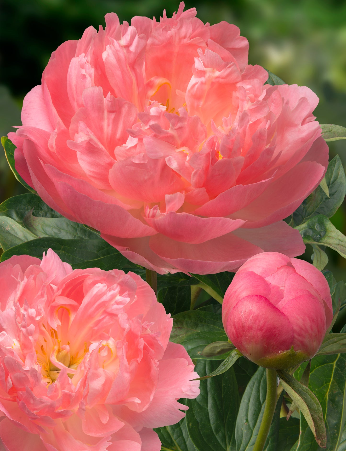 Preorder Peony 'Pink Hawaiian Coral' | MARCH PICKUP ONLY!