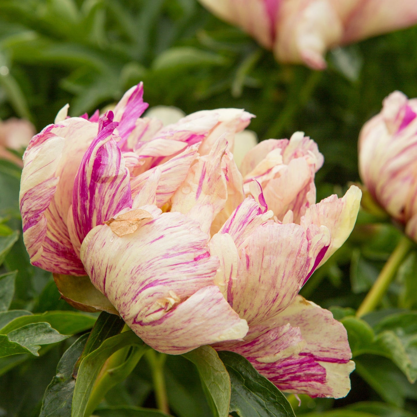 Preorder Itoh Peony 'Lollipop' | MARCH PICKUP ONLY!
