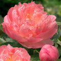 Peony 'Pink Hawaiian Coral'