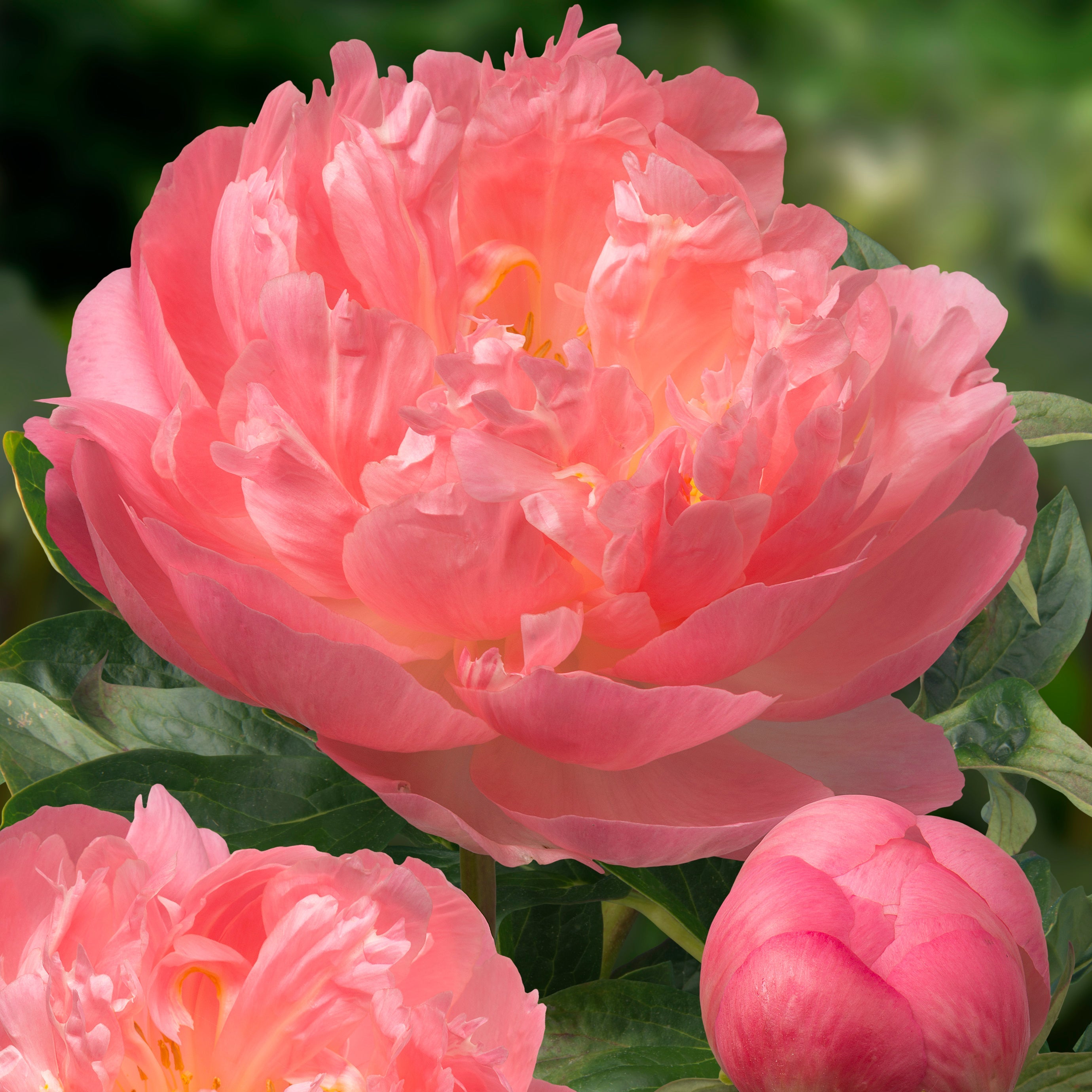 Peony 'Pink Hawaiian Coral'