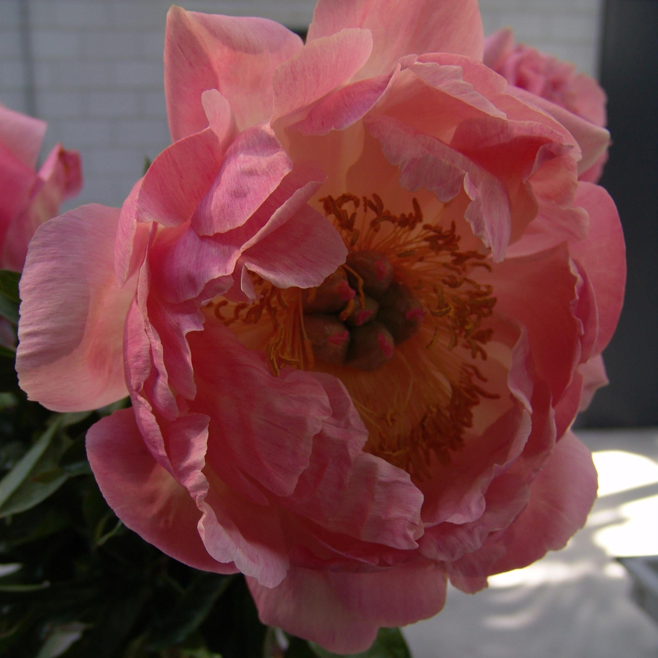 Peony 'Pink Hawaiian Coral'