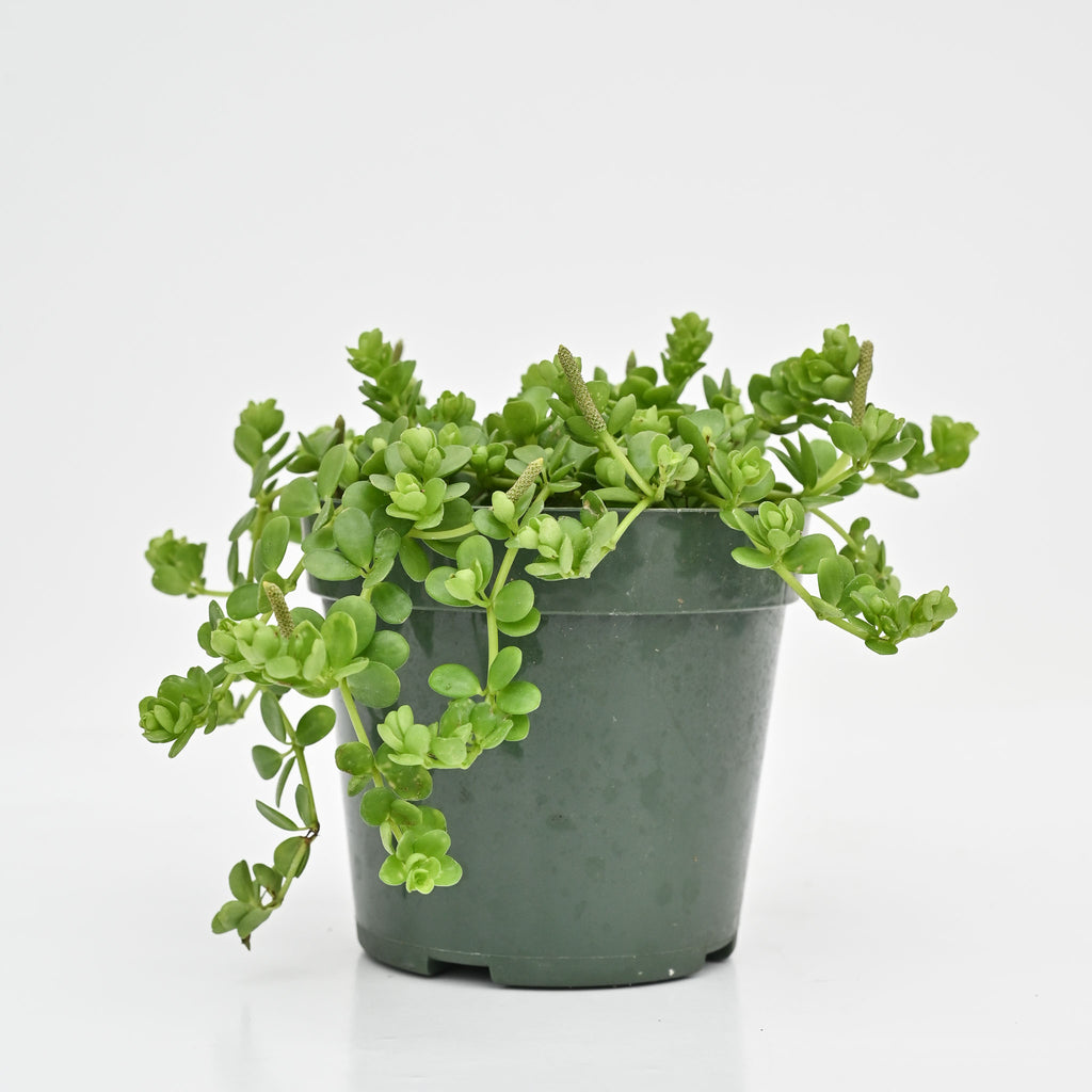 Trailing Peperomia | Peperomia deppeana