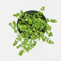 Trailing Peperomia | Peperomia deppeana