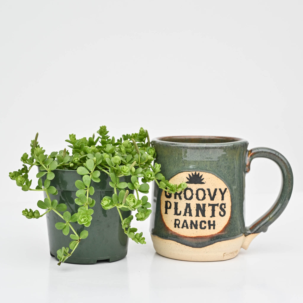 Trailing Peperomia | Peperomia deppeana