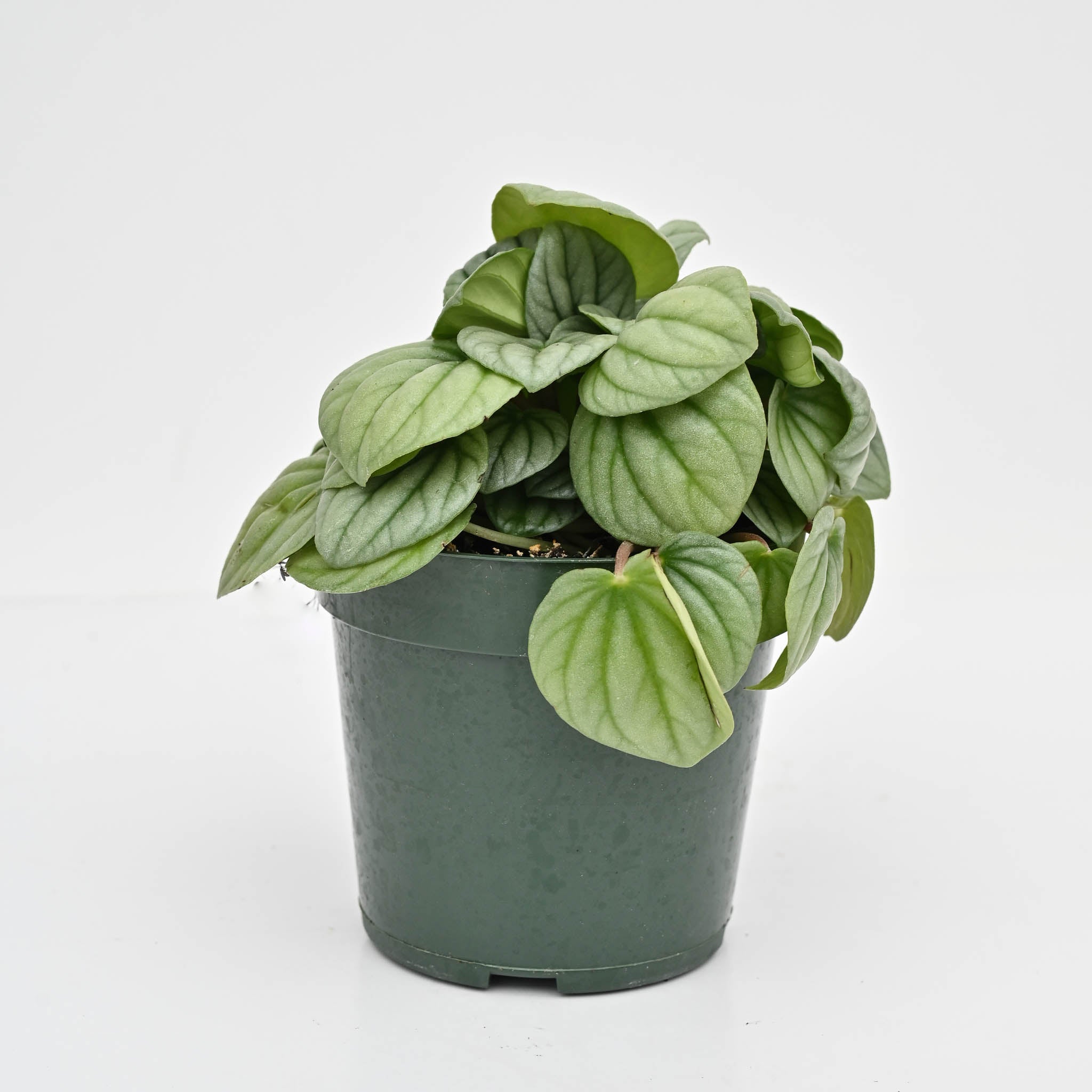 Peperomia 'Frost'