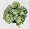 Peperomia 'Frost'