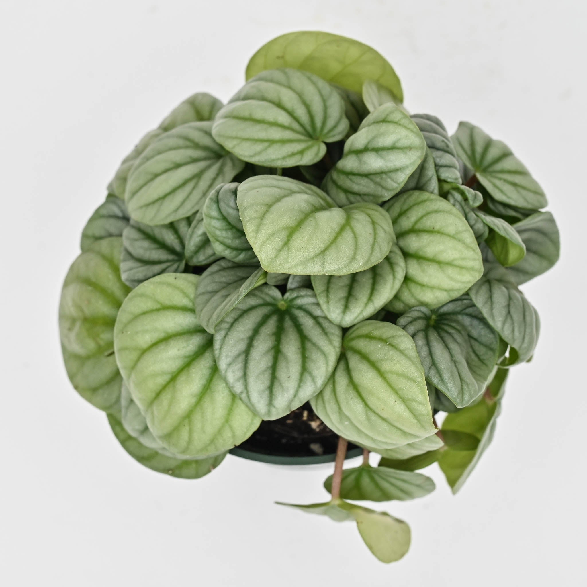 Peperomia 'Frost'