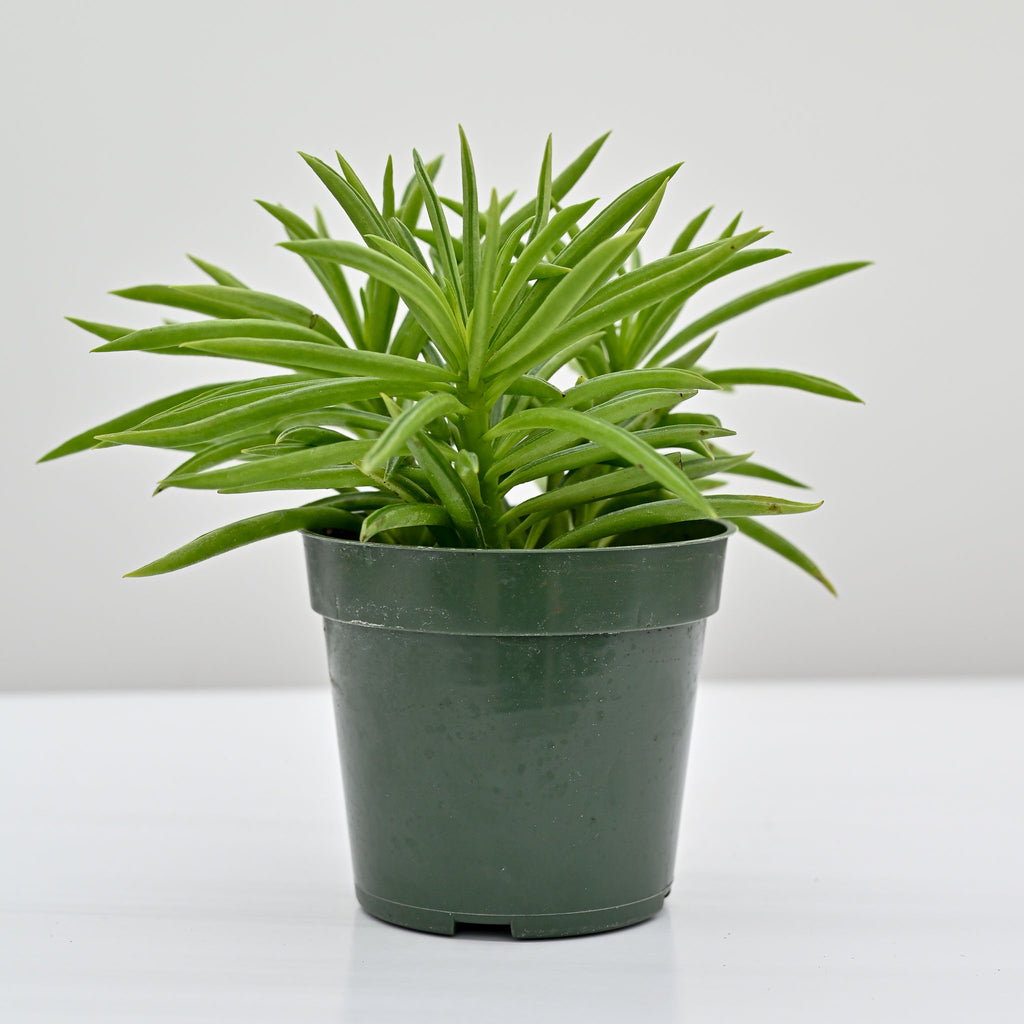 Happy Bean Plant | Peperomia ferreyrae